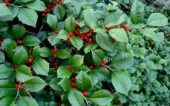 Maryland Spreader American Holly - 1 Gallon Pot 11 Maryland Spreader American Holly - 1 Gallon Pot -Wilson Bros Gardens ilex opaca maryland dwarf spreader american holly 2