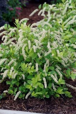 Front Page 17 Scentlandia Sweetspire (Itea Virginica) - 3 Gallon Pot