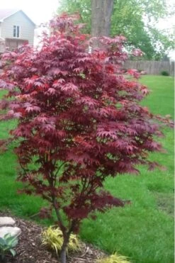 Fireglow Red Leaf Japanese Maple - 5 Gallon Pot (4.5-5.5') -Wilson Bros Gardens japanese maple fireglow 12