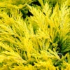 Limeglow Golden Andorra Compact Juniper - 3 Gallon Pot 1 Limeglow Golden Andorra Compact Juniper - 3 Gallon Pot -Wilson Bros Gardens juniper horizontalis lime glow 26