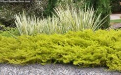 All Gold Golden Pacific Juniper - 2 Gallon Pot -Wilson Bros Gardens juniperus conferta all gold pacific shore juniper 21