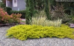 All Gold Golden Pacific Juniper - 2 Gallon Pot -Wilson Bros Gardens juniperus conferta all gold pacific shore juniper 22