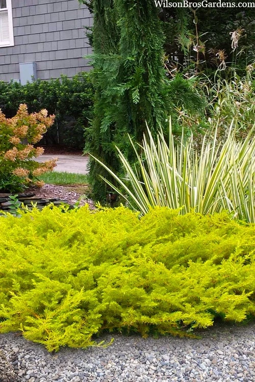 All Gold Golden Pacific Juniper - 1 Gallon Pot 3 All Gold Golden Pacific Juniper - 1 Gallon Pot