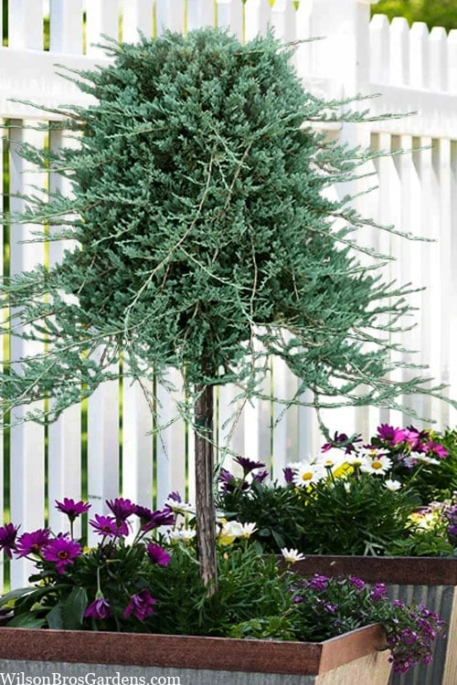 Blue Rug Juniper Tree Form Topiary - 3 Gallon Pot 3 Blue Rug Juniper Tree Form Topiary - 3 Gallon Pot