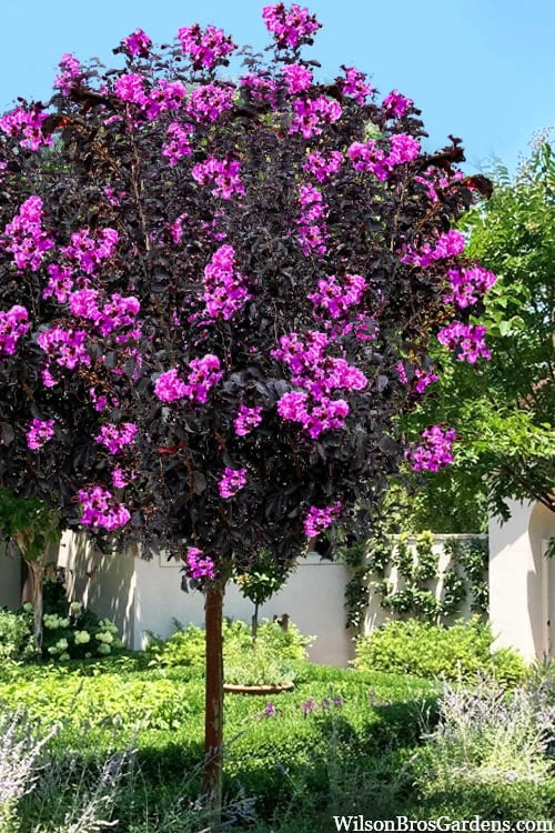Black Diamond 'Purely Purple' Crape Myrtle Tree (Single Trunk) - 7 Gallon Pot 3 Black Diamond 'Purely Purple' Crape Myrtle Tree (Single Trunk) - 7 Gallon Pot