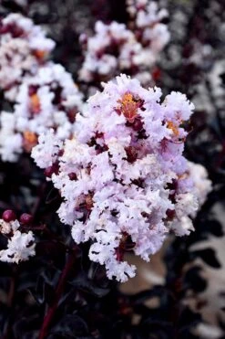Ebony Glow Crape Myrtle - 3 Gallon Pot