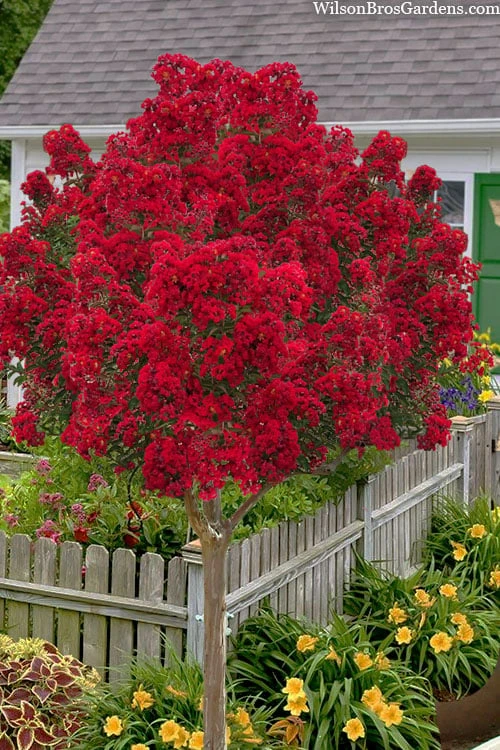 Miss Frances Red Crape Myrtle (Single Trunk Topiary Tree) - 7 Gallon Pot (5-6') 3 Miss Frances Red Crape Myrtle (Single Trunk Topiary Tree) - 7 Gallon Pot (5-6')
