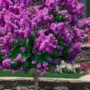 Purple Magic Crape Myrtle Tree (Single Trunk) - 7 Gallon Pot (6-7') -Wilson Bros Gardens lagerstroemia purple magic crape myrtle single trunk tree 7