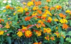 Sonset Hardy Lantana - 5 Pack Of Quart Pots 17 Sonset Hardy Lantana - 5 Pack Of Quart Pots -Wilson Bros Gardens lantana sonset 105