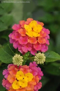 Sonset Hardy Lantana - 5 Pack Of Quart Pots 15 Sonset Hardy Lantana - 5 Pack Of Quart Pots -Wilson Bros Gardens lantana sonset 20