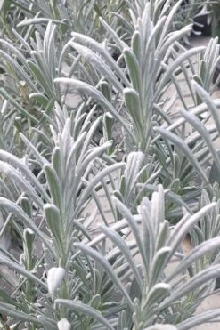 Sensational Lavender - 1 Gallon Pot 11 Sensational Lavender - 1 Gallon Pot -Wilson Bros Gardens lavender intermedia sensational 1