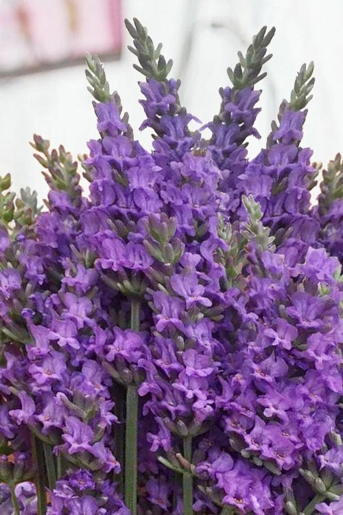 Sensational Lavender - 1 Gallon Pot 8 Sensational Lavender - 1 Gallon Pot - Image 6