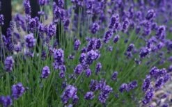 Sweet Romance English Lavender Plant - 1 Gallon Pot 15 Sweet Romance English Lavender Plant - 1 Gallon Pot -Wilson Bros Gardens lavendula angustifolia sweet romance lavender 3