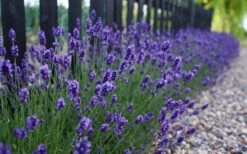 Sweet Romance English Lavender Plant - 1 Gallon Pot 14 Sweet Romance English Lavender Plant - 1 Gallon Pot -Wilson Bros Gardens lavendula angustifolia sweet romance lavender 4