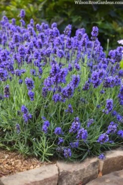 Sweet Romance English Lavender Plant - 1 Gallon Pot 19 Sweet Romance English Lavender Plant - 1 Gallon Pot -Wilson Bros Gardens lavendula angustifolia sweet romance lavender 6