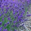 Sweet Romance English Lavender Plant - 1 Gallon Pot 2 Sweet Romance English Lavender Plant - 1 Gallon Pot -Wilson Bros Gardens lavendula angustifolia sweet romance lavender 7