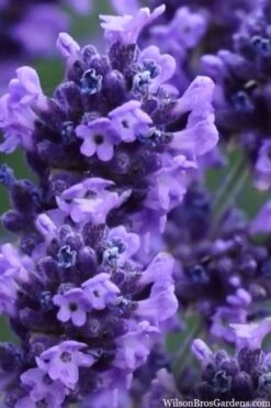 Sweet Romance English Lavender Plant - 1 Gallon Pot 18 Sweet Romance English Lavender Plant - 1 Gallon Pot -Wilson Bros Gardens lavendula angustifolia sweet romance lavender 9