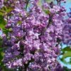 Scentara Double Blue Lilac - 3 Gallon Pot -Wilson Bros Gardens lilac scentara double blue 2