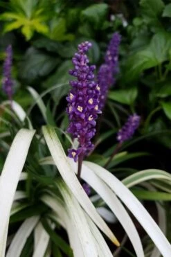 Okina Liriope (Frosted Monkey Grass) - 1 Gallon Pot 12 Okina Liriope (Frosted Monkey Grass) - 1 Gallon Pot -Wilson Bros Gardens liriope muscari okina lilyturf 4