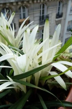 Okina Liriope (Frosted Monkey Grass) - 1 Gallon Pot 13 Okina Liriope (Frosted Monkey Grass) - 1 Gallon Pot -Wilson Bros Gardens liriope muscari okina lilyturf 5