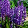 Royal Purple Liriope - Lilyturf - 18 Count Flats Of Pint Pots -Wilson Bros Gardens liriope muscari royal purple lilyturf 105