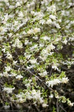 Fragrant Winter Honeysuckle Bush (Lonicera Fragrantissima) - 3 Gallon Pot 14 Fragrant Winter Honeysuckle Bush (Lonicera Fragrantissima) - 3 Gallon Pot -Wilson Bros Gardens lonicera fragrantissima winter honeysuckle 14