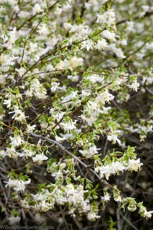 Fragrant Winter Honeysuckle Bush (Lonicera Fragrantissima) - 3 Gallon Pot 6 Fragrant Winter Honeysuckle Bush (Lonicera Fragrantissima) - 3 Gallon Pot - Image 4