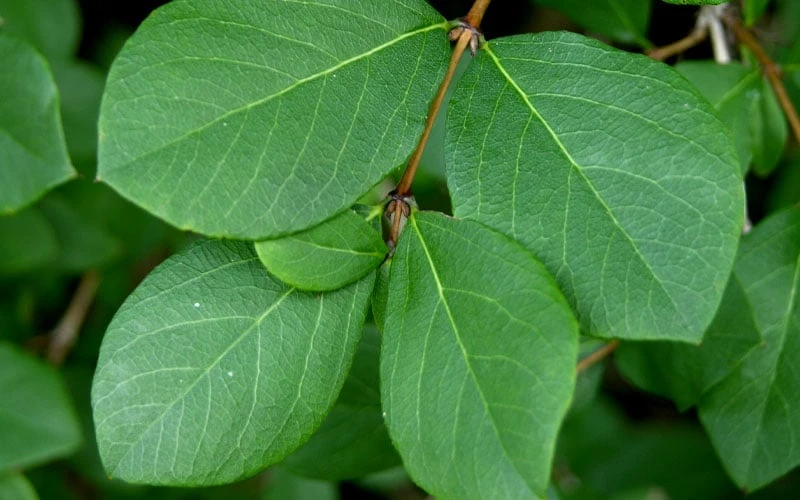 Fragrant Winter Honeysuckle Bush (Lonicera Fragrantissima) - 3 Gallon Pot 11 Fragrant Winter Honeysuckle Bush (Lonicera Fragrantissima) - 3 Gallon Pot - Image 9