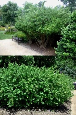 Fragrant Winter Honeysuckle Bush (Lonicera Fragrantissima) - 3 Gallon Pot 15 Fragrant Winter Honeysuckle Bush (Lonicera Fragrantissima) - 3 Gallon Pot -Wilson Bros Gardens lonicera fragrantissima winter honeysuckle 22