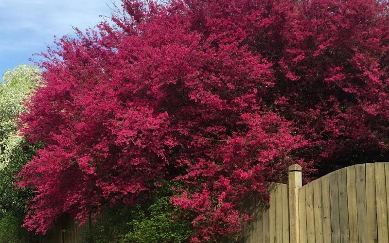 Zhuzhou Loropetalum (Chinese Fringeflower) - 3 Gallon Pot 10 Zhuzhou Loropetalum (Chinese Fringeflower) - 3 Gallon Pot - Image 8
