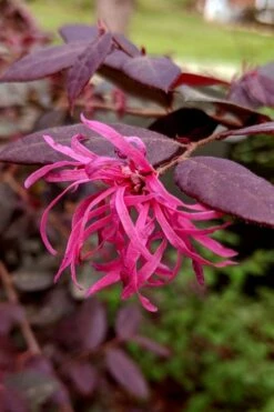 Zhuzhou Loropetalum (Chinese Fringeflower) - 3 Gallon Pot 16 Zhuzhou Loropetalum (Chinese Fringeflower) - 3 Gallon Pot -Wilson Bros Gardens loropetalum chinense zhu zhou 101