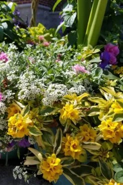 Waikiki Sunset Lysimachia - 5 Pack Of Quart Pots 12 Waikiki Sunset Lysimachia - 5 Pack Of Quart Pots -Wilson Bros Gardens lysimachia waikiki sunset 2