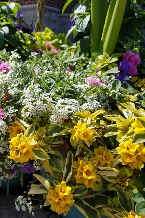 Waikiki Sunset Lysimachia - 5 Pack Of Quart Pots 6 Waikiki Sunset Lysimachia - 5 Pack Of Quart Pots - Image 4