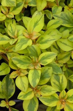 Waikiki Sunset Lysimachia - 5 Pack Of Quart Pots 15 Waikiki Sunset Lysimachia - 5 Pack Of Quart Pots -Wilson Bros Gardens lysimachia waikiki sunset 3