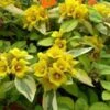 Waikiki Sunset Lysimachia - 5 Pack Of Quart Pots 2 Waikiki Sunset Lysimachia - 5 Pack Of Quart Pots -Wilson Bros Gardens lysimachia waikiki sunset 4