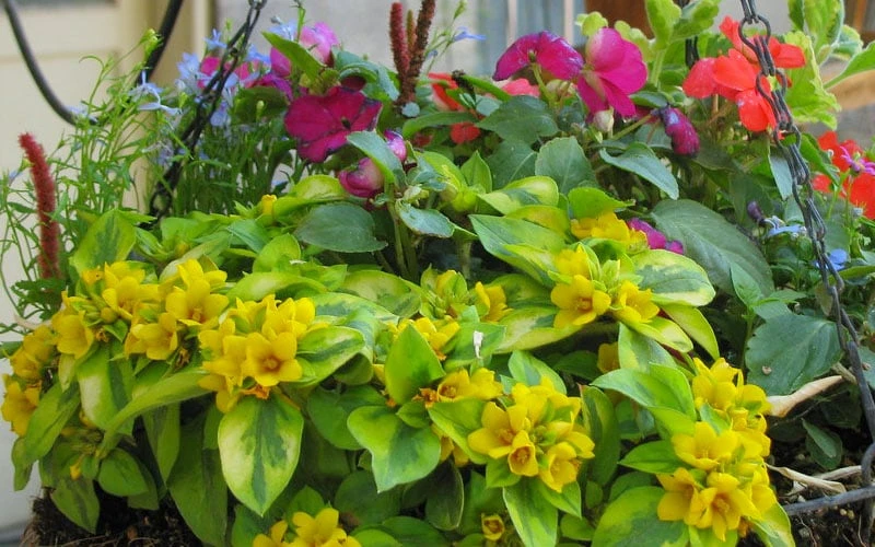 Waikiki Sunset Lysimachia - 5 Pack Of Quart Pots 8 Waikiki Sunset Lysimachia - 5 Pack Of Quart Pots - Image 6