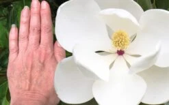 Edith Bogue Cold Hardy Evergreen Magnolia - 5 Gallon Pot 15 Edith Bogue Cold Hardy Evergreen Magnolia - 5 Gallon Pot -Wilson Bros Gardens magnolia edith bogue 3