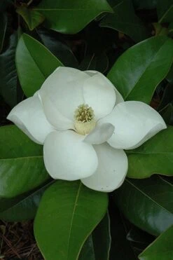 Edith Bogue Cold Hardy Evergreen Magnolia - 5 Gallon Pot 16 Edith Bogue Cold Hardy Evergreen Magnolia - 5 Gallon Pot -Wilson Bros Gardens magnolia edith bogue 5