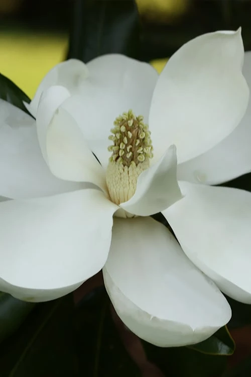 Edith Bogue Cold Hardy Evergreen Magnolia - 5 Gallon Pot 11 Edith Bogue Cold Hardy Evergreen Magnolia - 5 Gallon Pot - Image 9