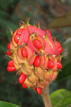 Edith Bogue Cold Hardy Evergreen Magnolia - 5 Gallon Pot 18 Edith Bogue Cold Hardy Evergreen Magnolia - 5 Gallon Pot -Wilson Bros Gardens magnolia edith bogue fruit 1