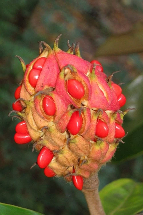 Edith Bogue Cold Hardy Evergreen Magnolia - 5 Gallon Pot 10 Edith Bogue Cold Hardy Evergreen Magnolia - 5 Gallon Pot - Image 8