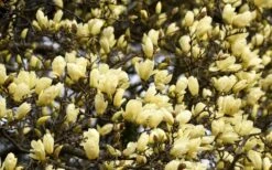 Elizabeth Magnolia (Tulip Tree) - 5 Gallon Pot 20 Elizabeth Magnolia (Tulip Tree) - 5 Gallon Pot -Wilson Bros Gardens magnolia elizabeth 15