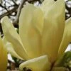 Elizabeth Magnolia (Tulip Tree) - 5 Gallon Pot -Wilson Bros Gardens magnolia elizabeth 17