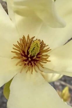 Elizabeth Magnolia (Tulip Tree) - 5 Gallon Pot 18 Elizabeth Magnolia (Tulip Tree) - 5 Gallon Pot -Wilson Bros Gardens magnolia elizabeth 6