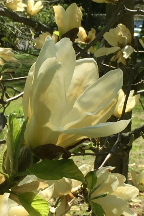 Elizabeth Magnolia (Tulip Tree) - 5 Gallon Pot 12 Elizabeth Magnolia (Tulip Tree) - 5 Gallon Pot - Image 10