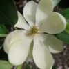 Green Shadow Sweetbay Magnolia Tree (Magnolia Virginiana) - 3 Gallon Pot (4-5') -Wilson Bros Gardens magnolia green shadow sweetbay flower