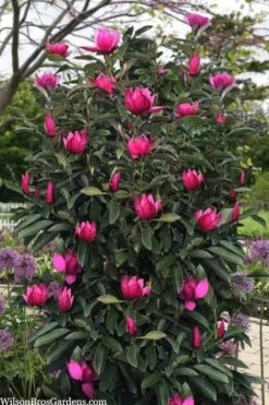 Pink Pyramid Magnolia (Tulip Tree) - 7 Gallon Pot -Wilson Bros Gardens magnolia pink pyramid tulip tree 120copy