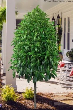 Stellar Ruby Magnolia Single Trunk Tree (Banana Shrub Hybrid) - 7 Gallon Pot (4-5') 12 Stellar Ruby Magnolia Single Trunk Tree (Banana Shrub Hybrid) - 7 Gallon Pot (4-5') -Wilson Bros Gardens magnolia stellar ruby single trunk tree form 1