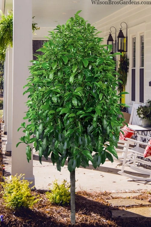 Stellar Ruby Magnolia Single Trunk Tree (Banana Shrub Hybrid) - 7 Gallon Pot (4-5') 6 Stellar Ruby Magnolia Single Trunk Tree (Banana Shrub Hybrid) - 7 Gallon Pot (4-5') - Image 4