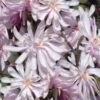 Waterlily Star Magnolia Tree - 3 Gallon Pot -Wilson Bros Gardens magnolia stellata waterlily 110